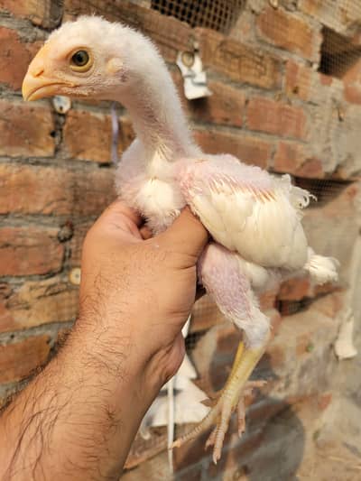 heera aseel chicks/heera chicks/aseel chicks/ white aseel