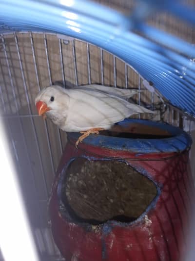 swpp male with golden shade or split grey female ready to breed