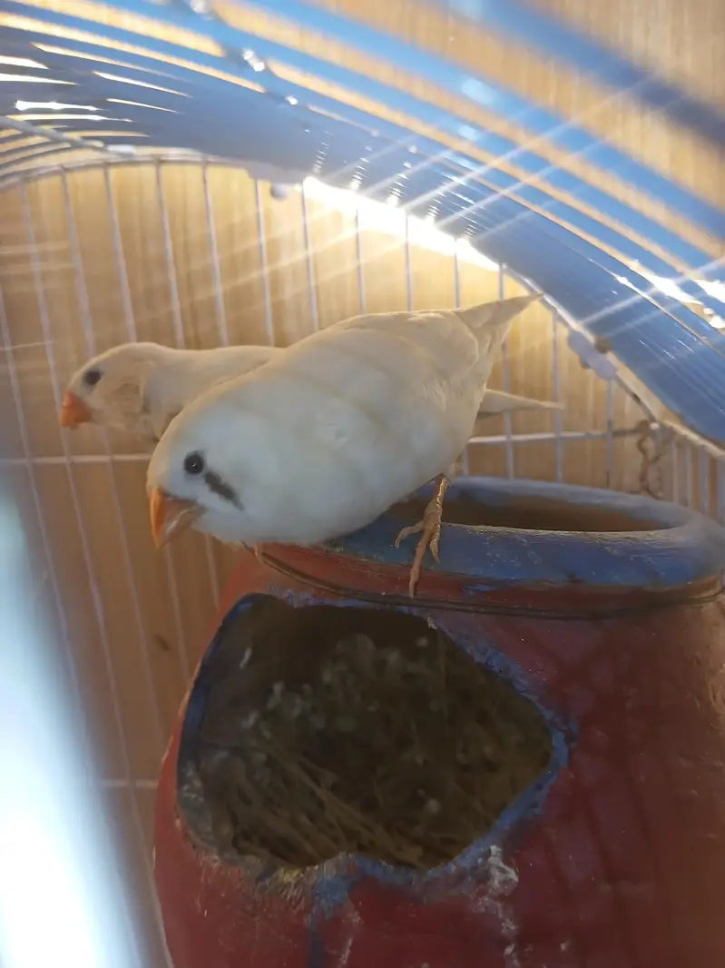 swpp male with golden shade or split grey female ready to breed — photo 2