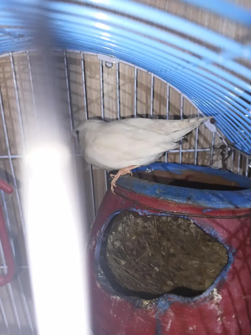 swpp male with golden shade or split grey female ready to breed — photo 3