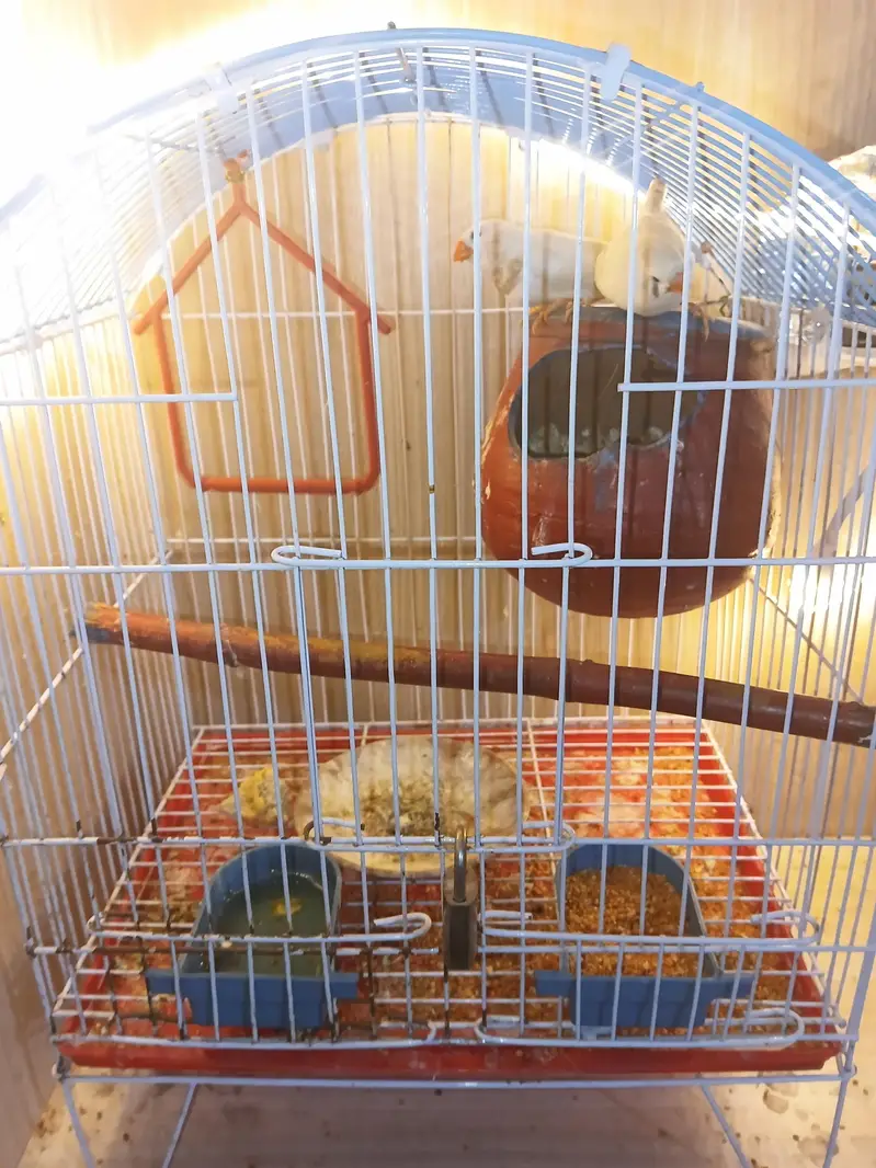swpp male with golden shade or split grey female ready to breed — photo 4