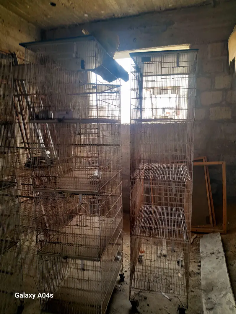 Bird Cage For Sale — photo 4