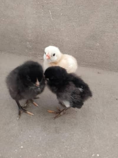 aseel chicks for sale