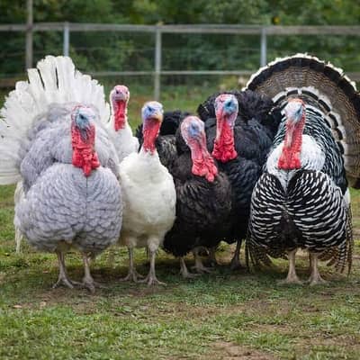 Turkey birds every color for sale