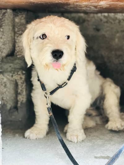 poodle dog for sale