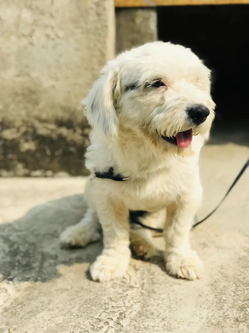 poodle dog for sale — photo 2