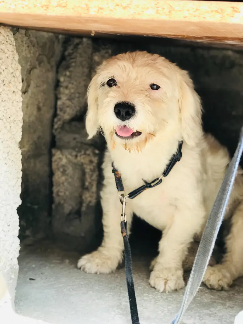 poodle dog for sale — photo 3