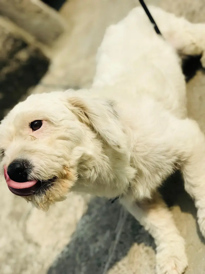 poodle dog for sale — photo 4