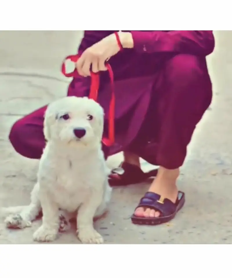poodle dog for sale — photo 5