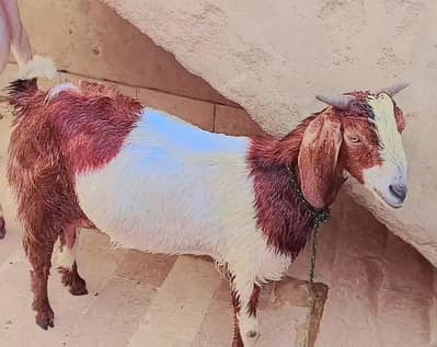 Tapri bakri 4.5 months pregnant urgent sale