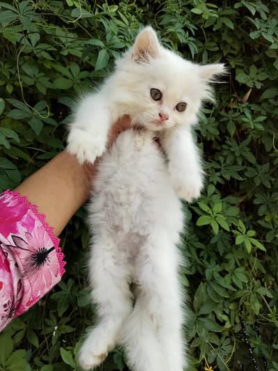 parsion kitten cats