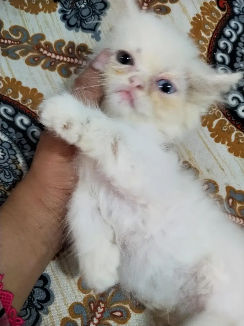 parsion kitten cats — photo 2