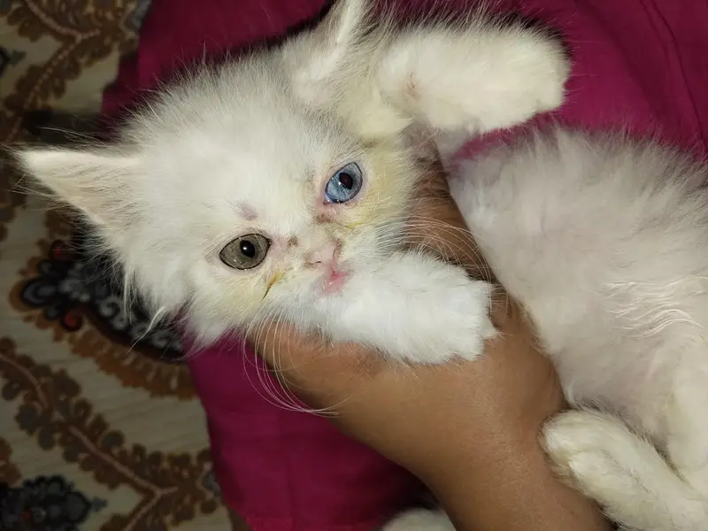 parsion kitten cats — photo 3