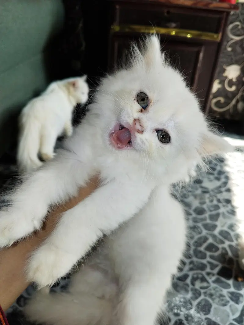 parsion kitten cats — photo 6