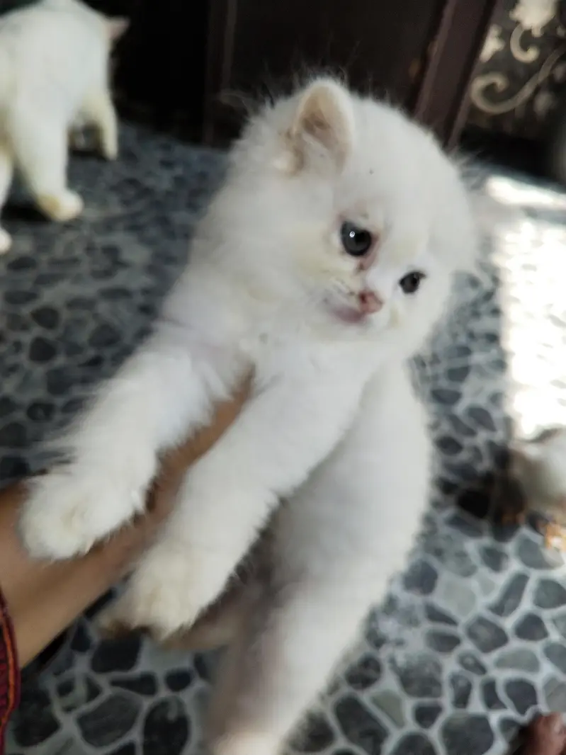 parsion kitten cats — photo 7