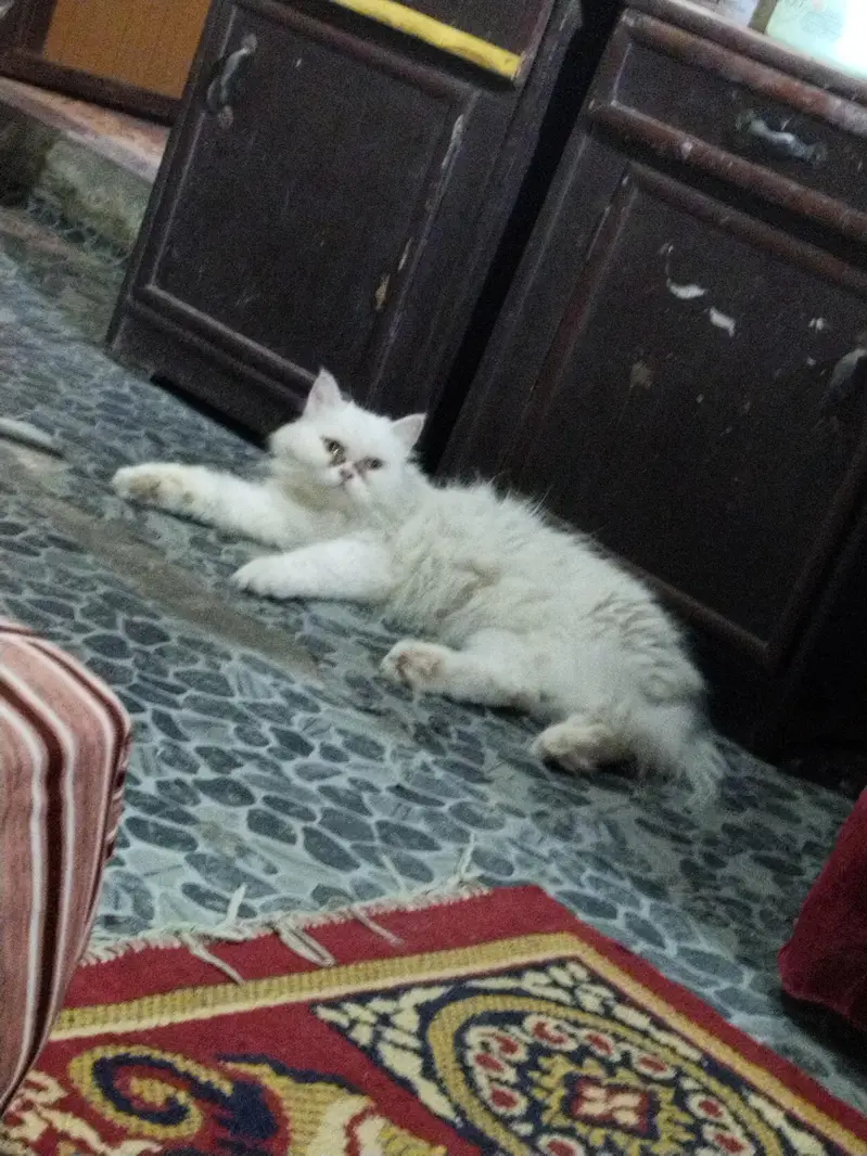 parsion kitten cats — photo 8