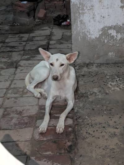 Gultair Dog hn kasi ko Chaiya to msg 03261055540