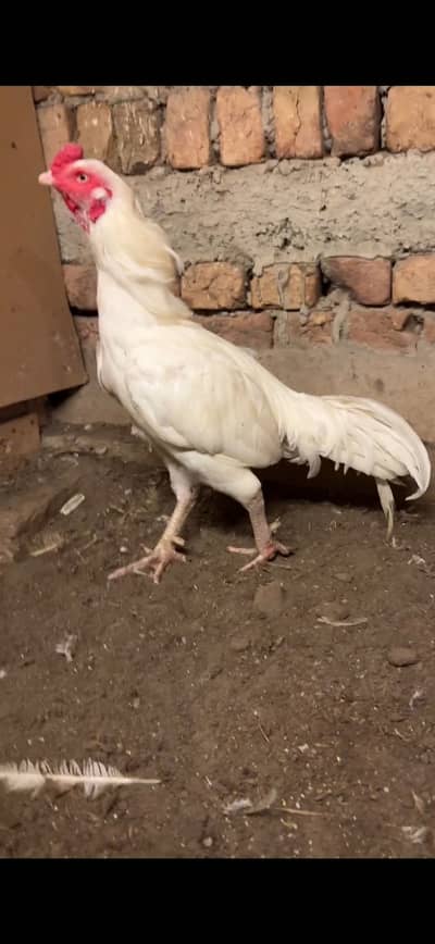 Pure heera murga for sale.  Active and helahty.