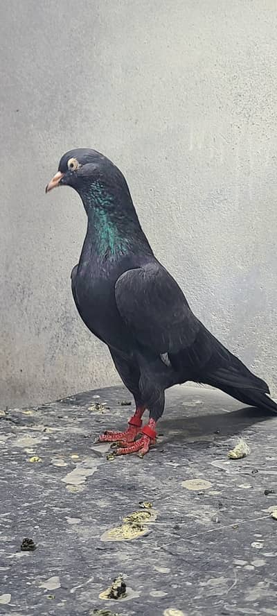 Neela / Black Teddy Pigeon