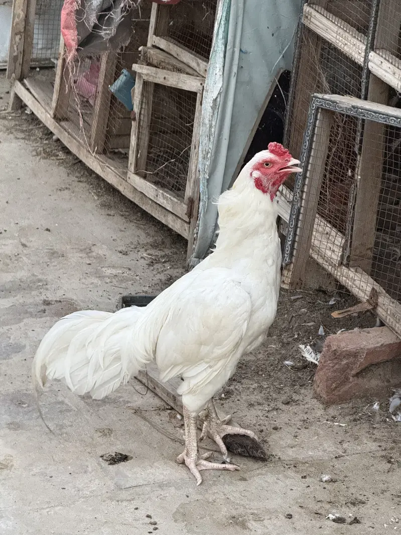 Heera murga for sale acive and healthy — photo 2