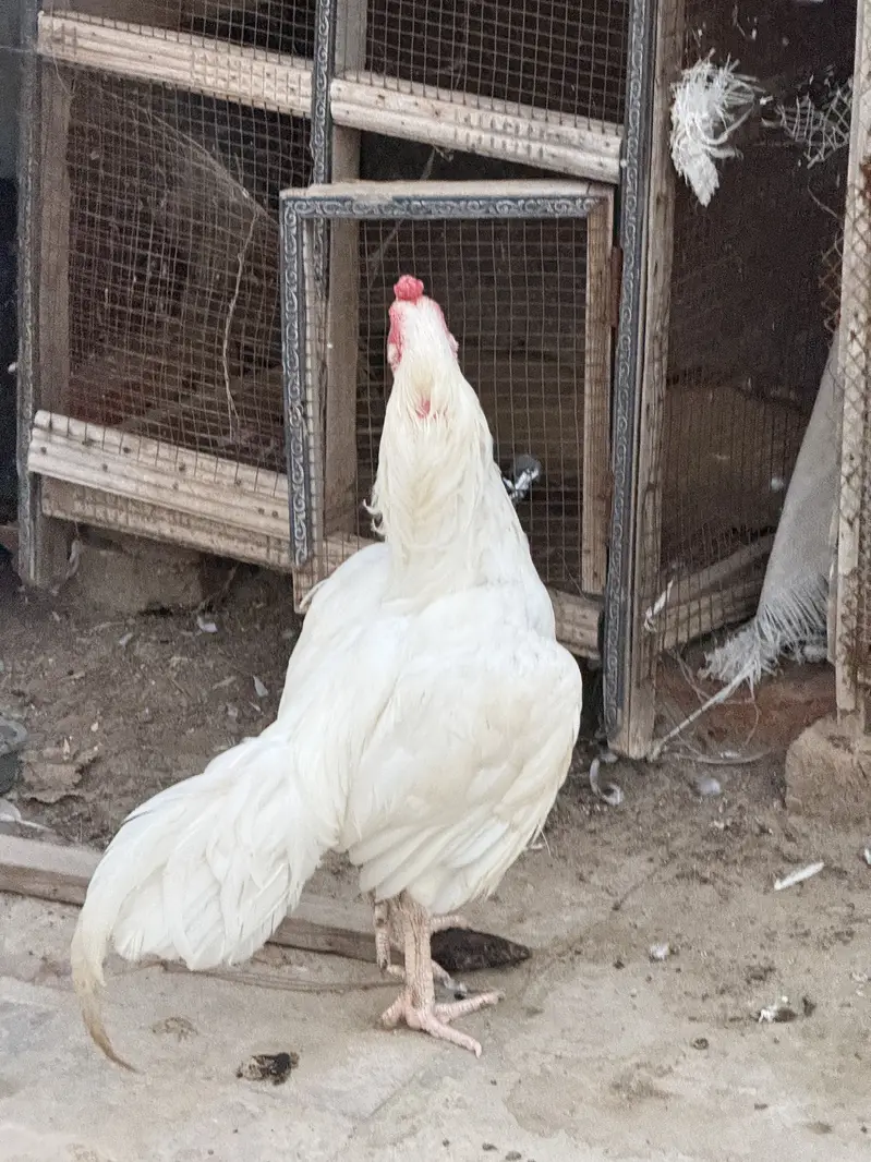 Heera murga for sale acive and healthy — photo 4