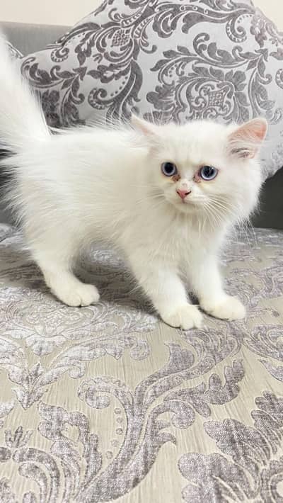 Persian kitten