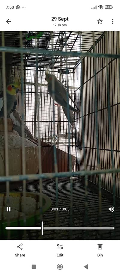 cocktail grey