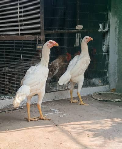 Pure White Shamo