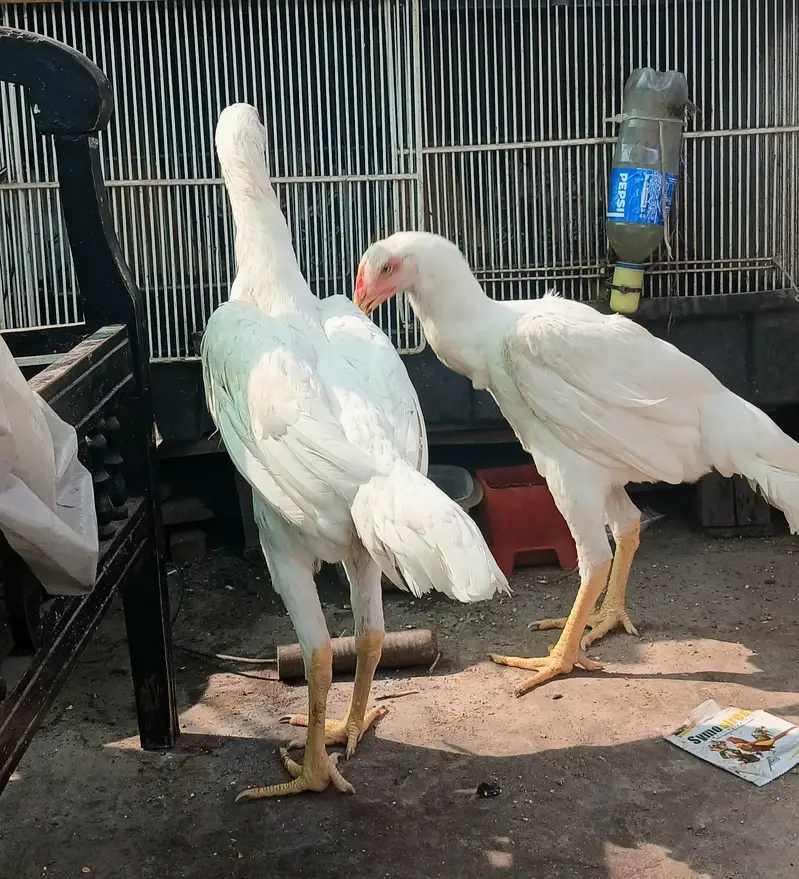 Pure White Shamo — photo 2
