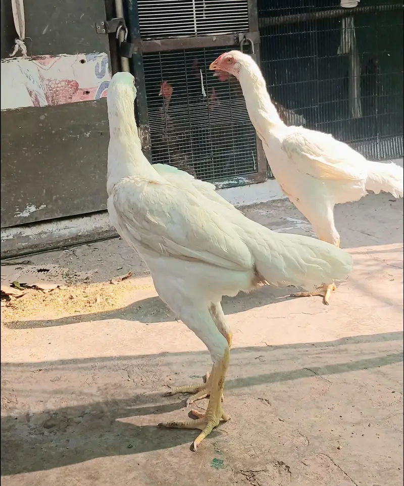 Pure White Shamo — photo 3
