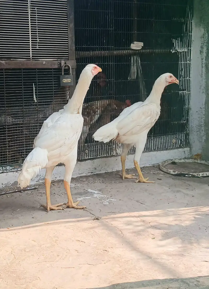 Pure White Shamo — photo 4