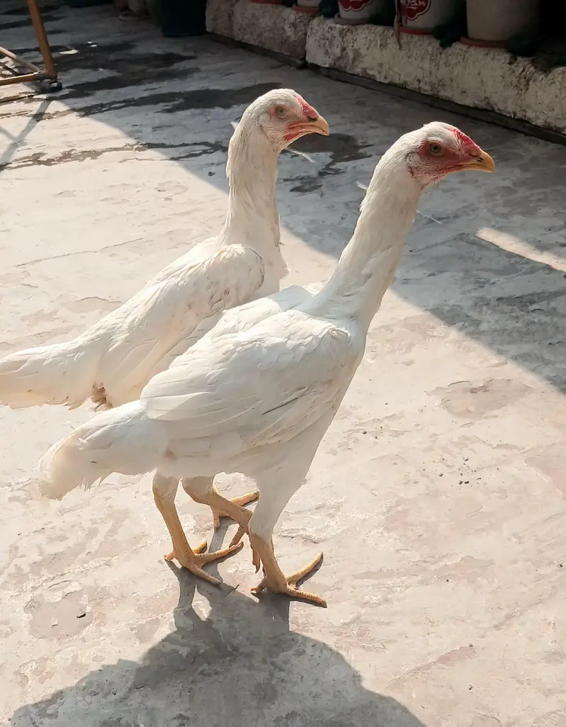 Pure White Shamo — photo 5