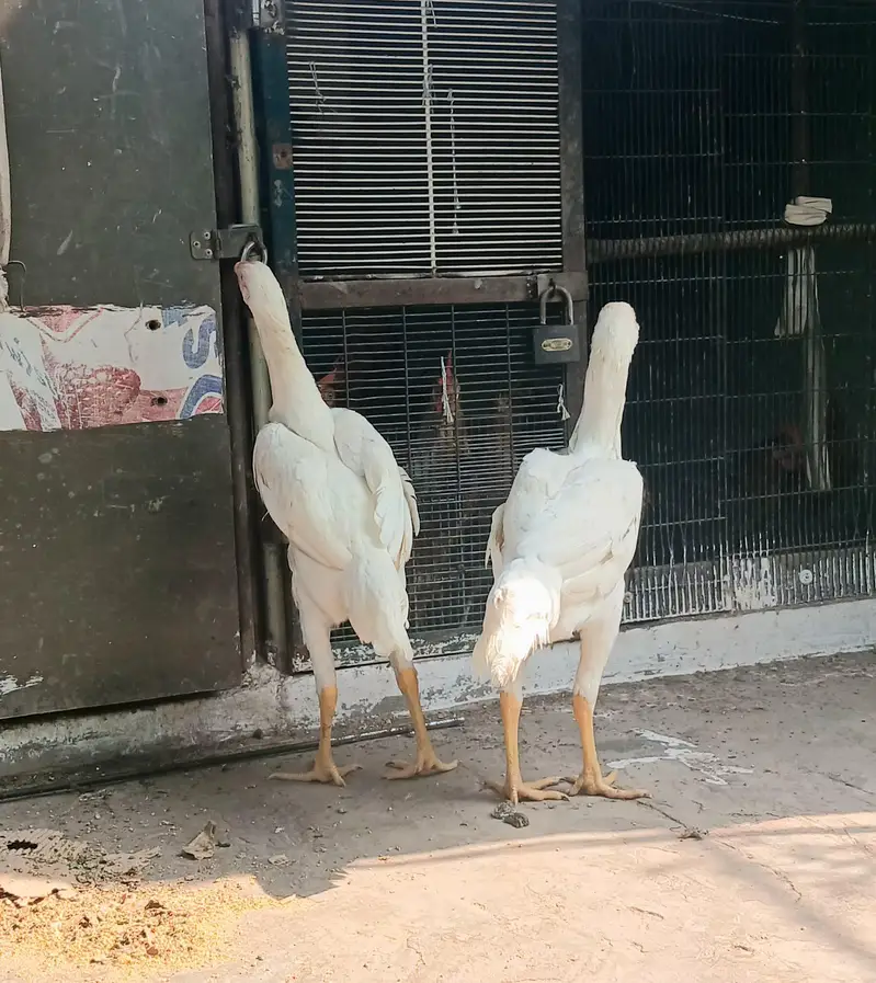 Pure White Shamo — photo 6
