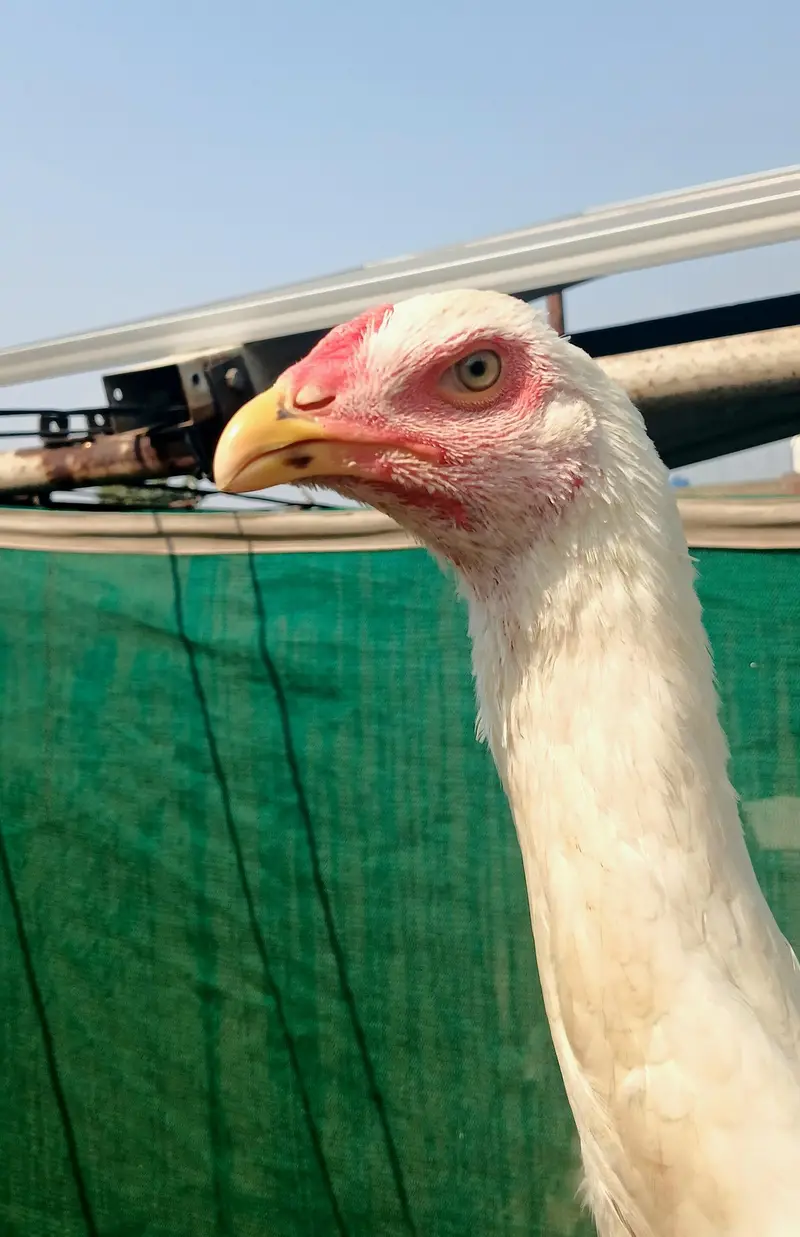 Pure White Shamo — photo 7