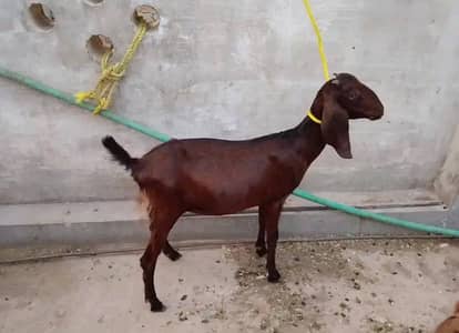 Female goat