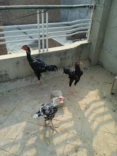 3 hens