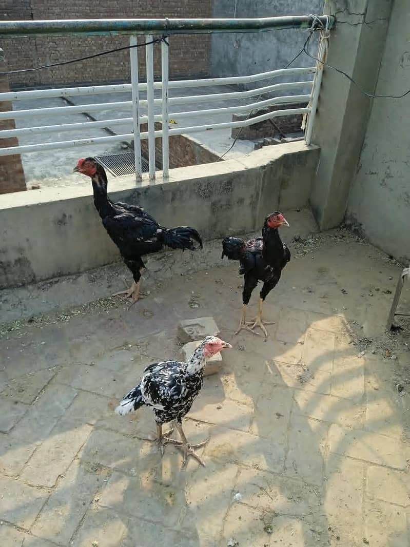 3 hens 0
