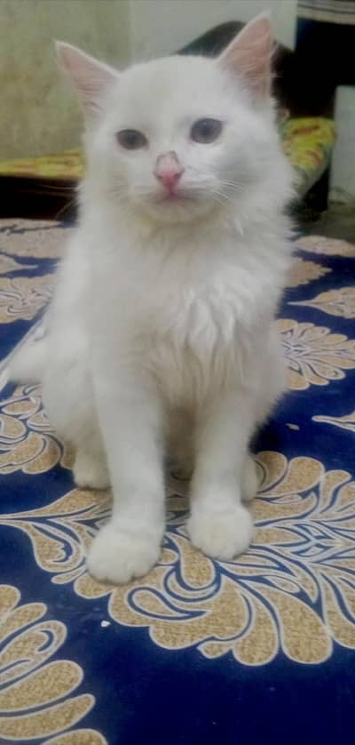 4 cats available 2 male and 2 female