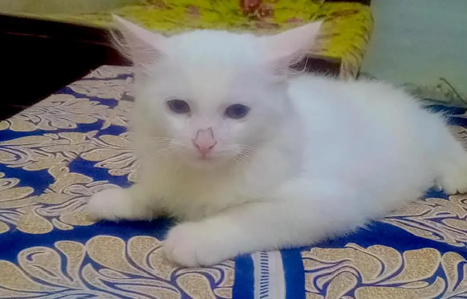 4 cats available 2 male and 2 female — photo 2