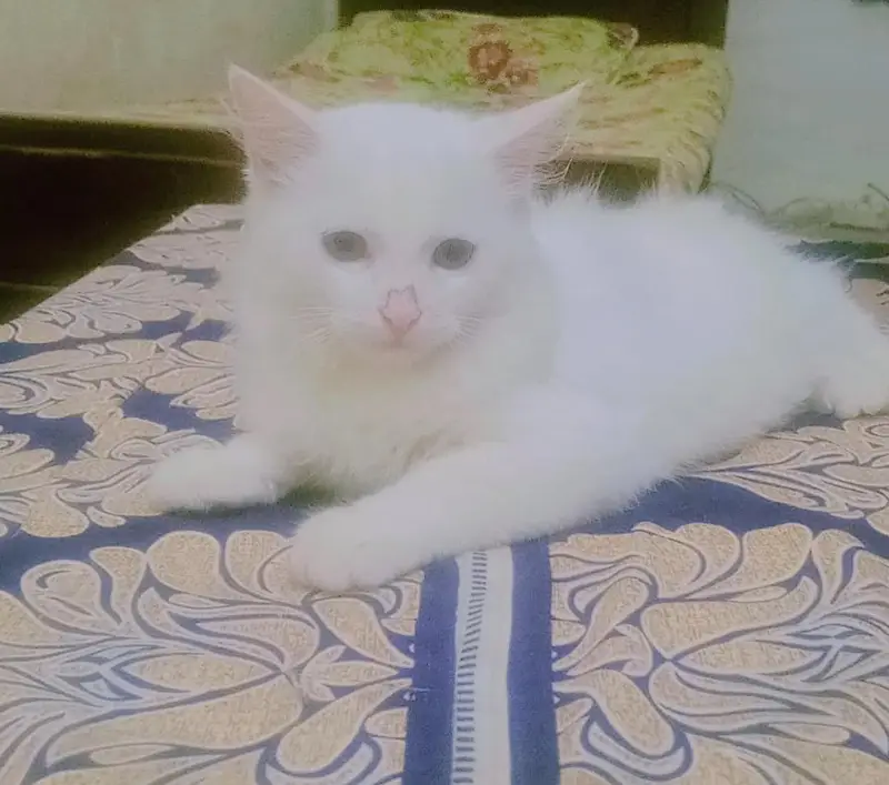 4 cats available 2 male and 2 female — photo 3