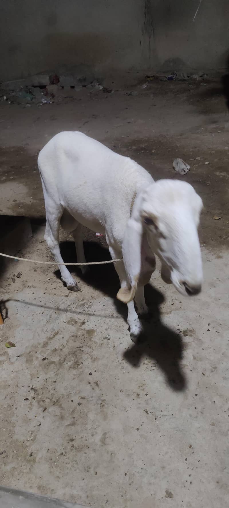 Dumba larkana 0