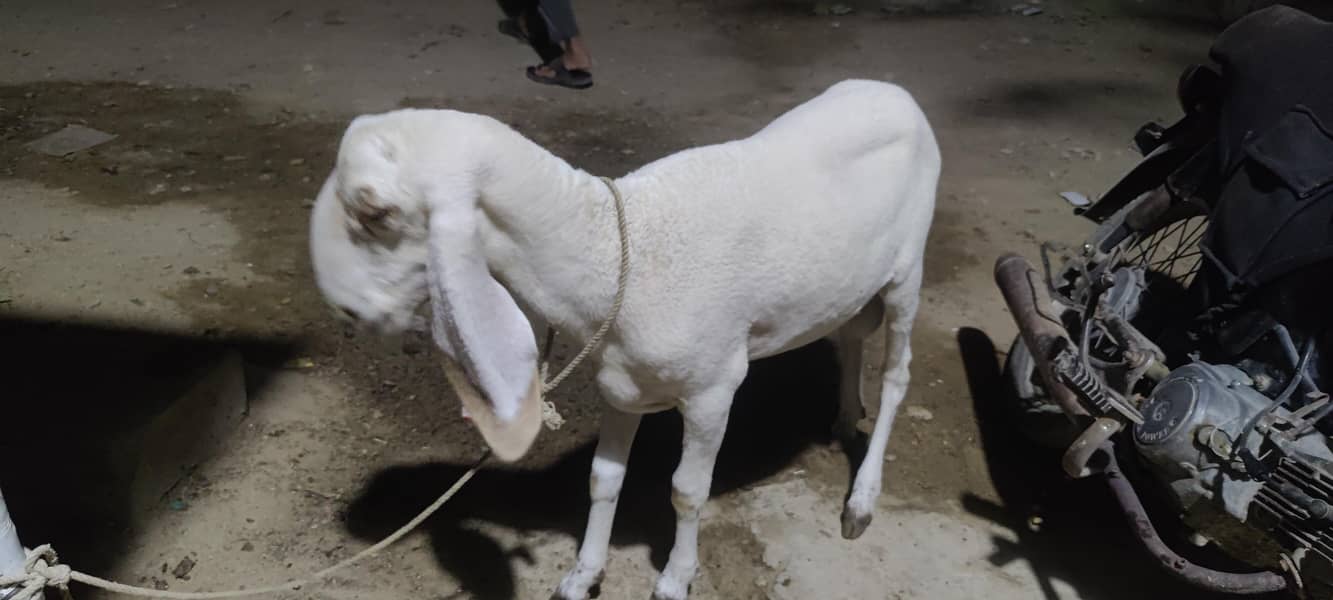 Dumba larkana 1