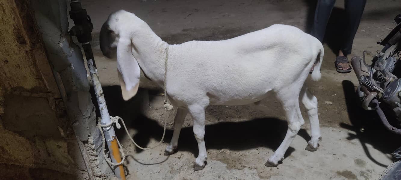 Dumba larkana 2