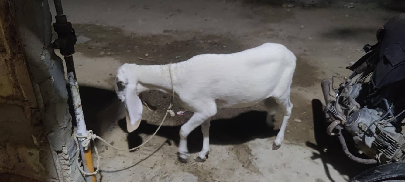 Dumba larkana 3