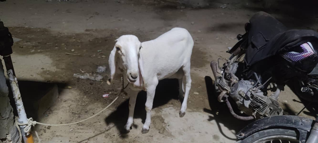 Dumba larkana 4