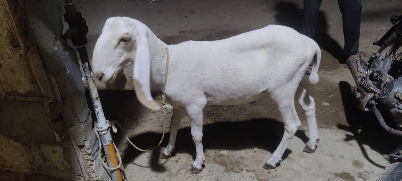 Dumba larkana 5