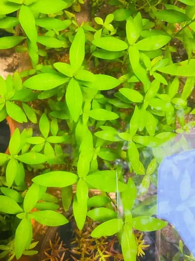 Aquatic plants Whatsapp 0321-7809572