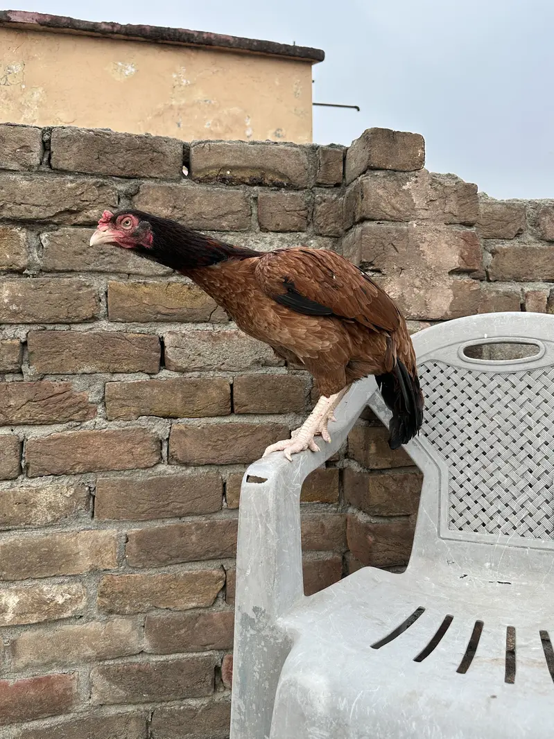 Old blood line Breader Aseel madi — photo 2
