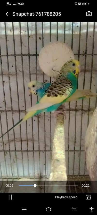 danish paid pair