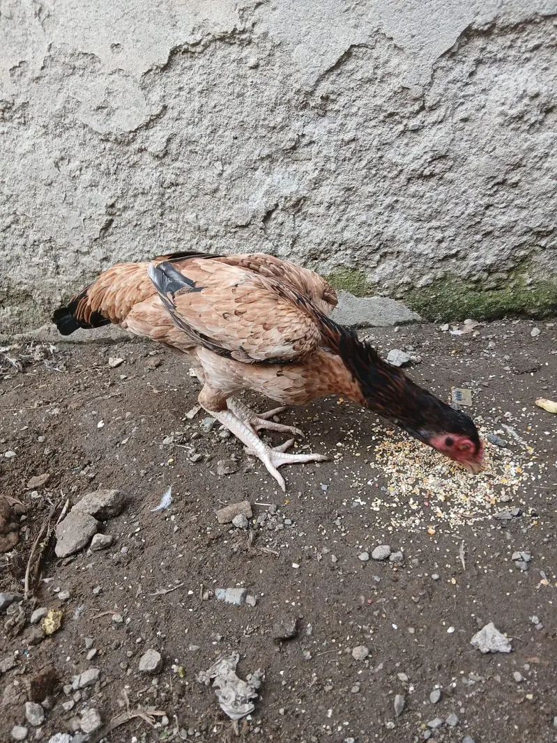 Aseel For Sale — photo 3